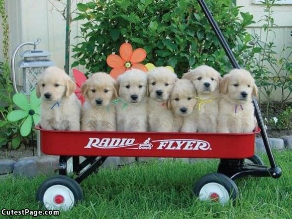 Radio Flyer