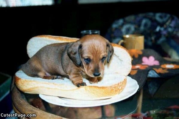 Real Hot Dog