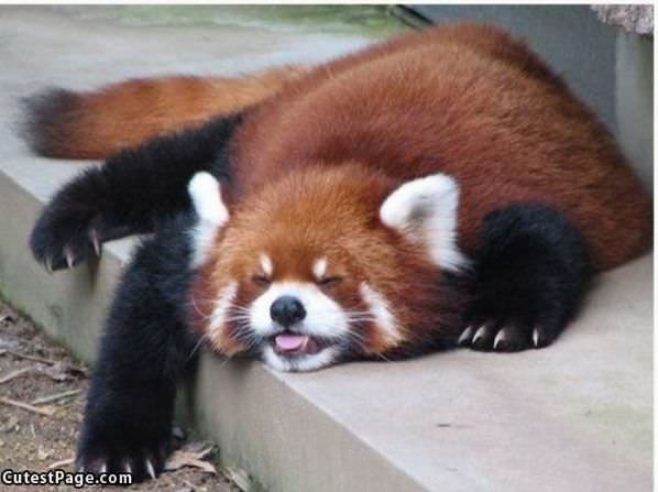 Red Panda