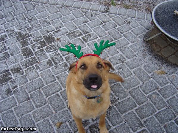 Reindeer Cute Dog