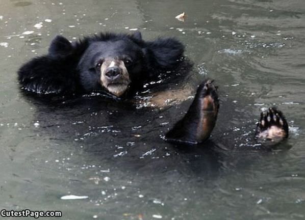 Relaxed Bear