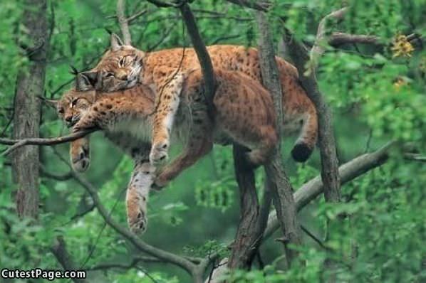 Relaxed In A Tree