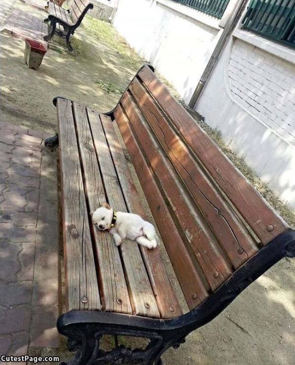 Relaxing At The Park