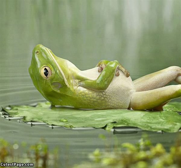 Relaxing Frog