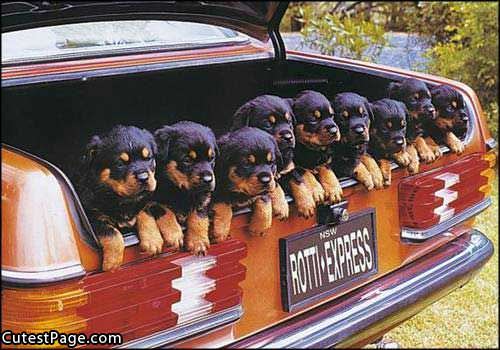 Rottie Express