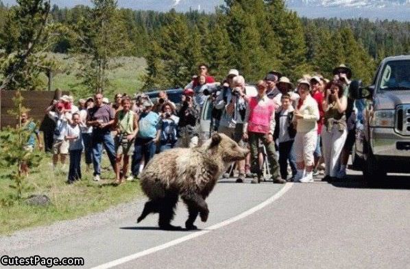 Running Cute Bear