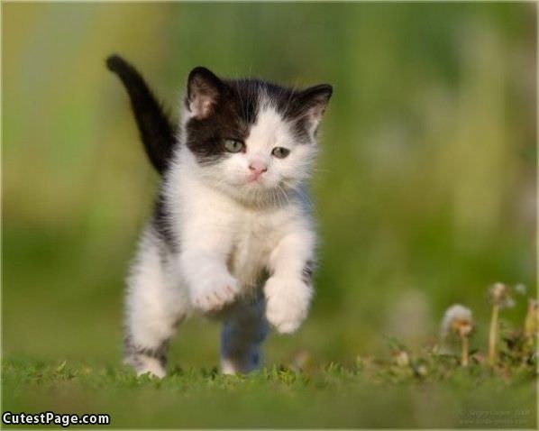 Running Free