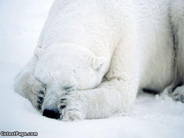 Sad Cute Bear