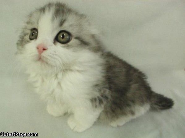 Sad Eyes Cute Kitten
