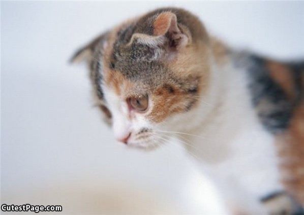 Sad Kitty