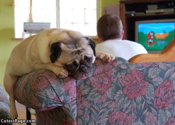 Sad Pug