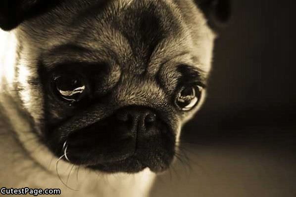 Sad Pug Is Sad