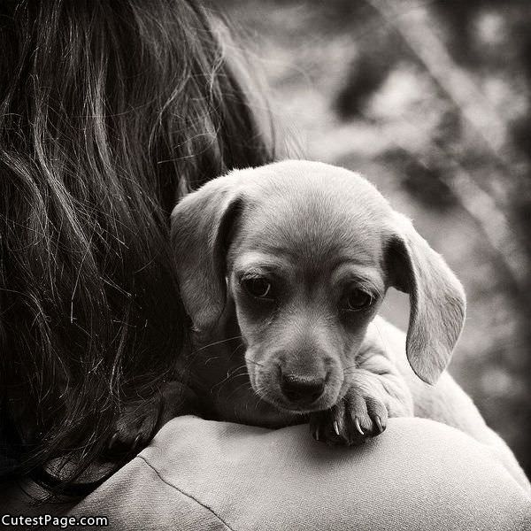 Scred Cute Puppy