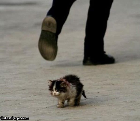 Scruffy Cute Kitten