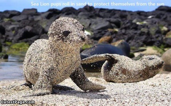 Sea Lion Pups