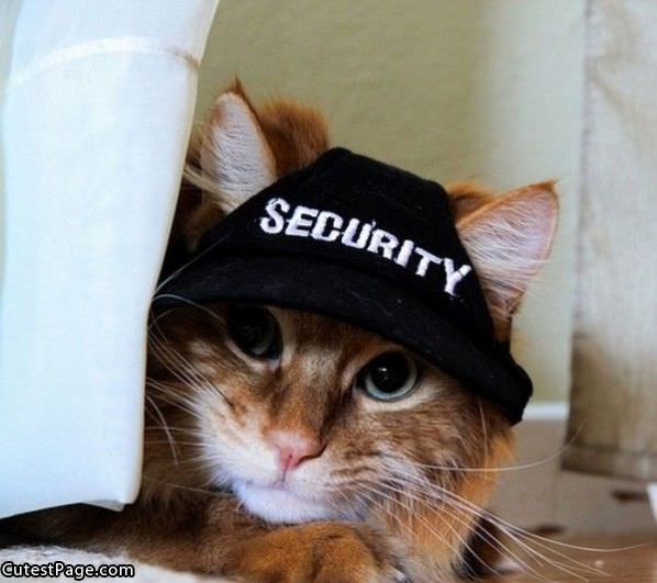 Security Cat