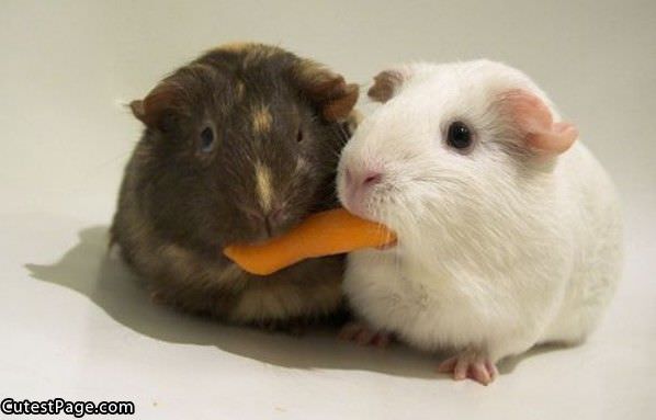 Sharing Carrots
