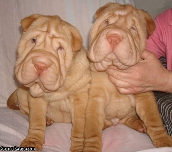 Sharpei Cute Faces