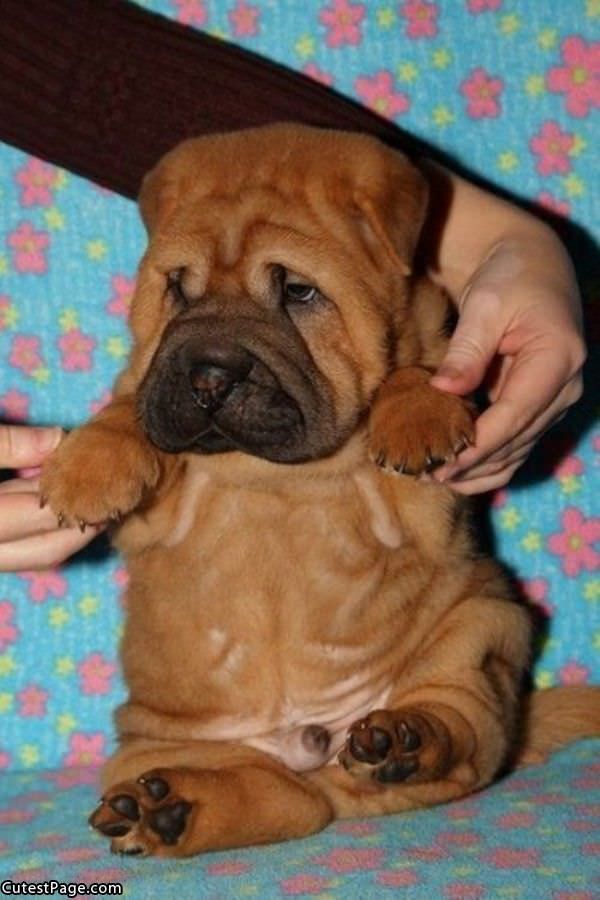 Sharpei So Cute