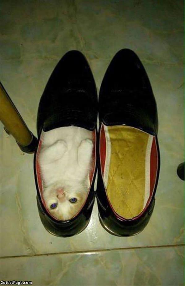 Shoe Kitty