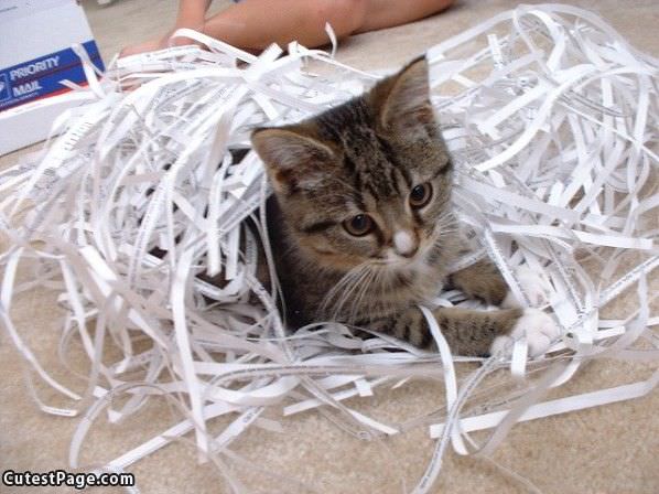 Shredded Paper