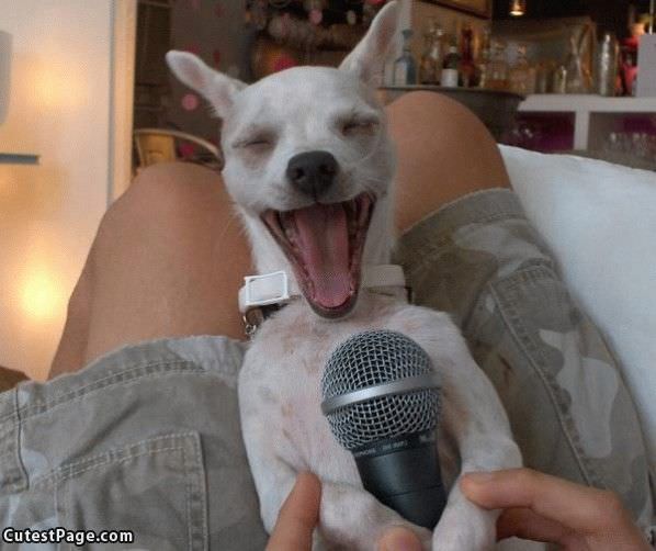 Singing Cute Dog