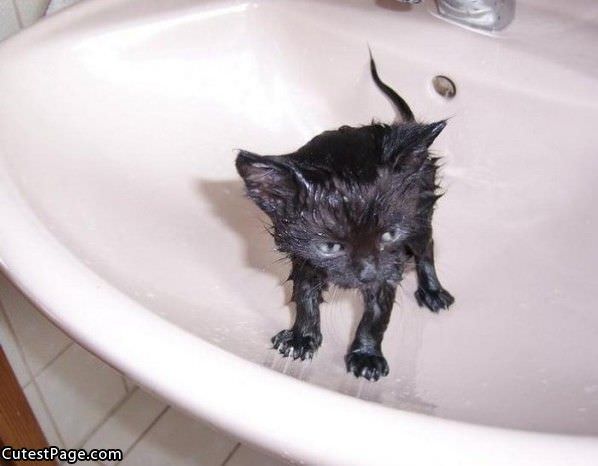 Sink Cat