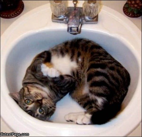 Sink Full Of Cat