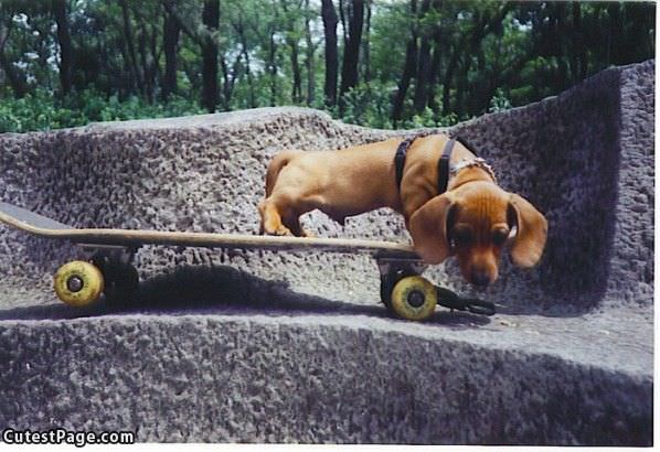 Skateboard Cute Dog