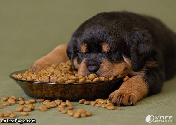 Sleep At The Bowl