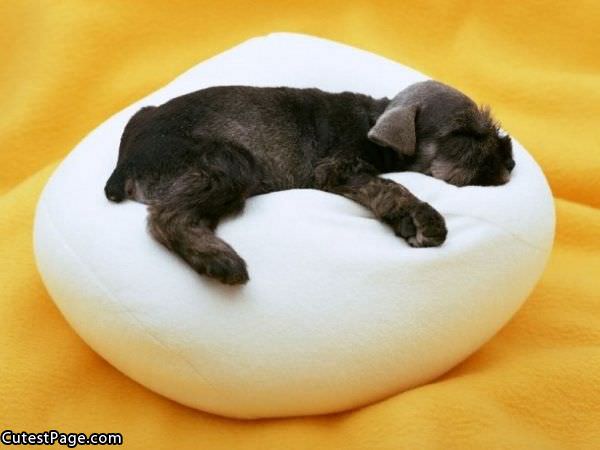 Sleeping Cute Dog