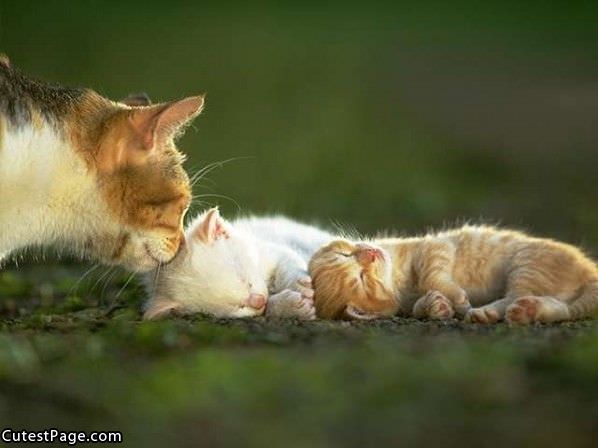 Sleeping Cute Kittens
