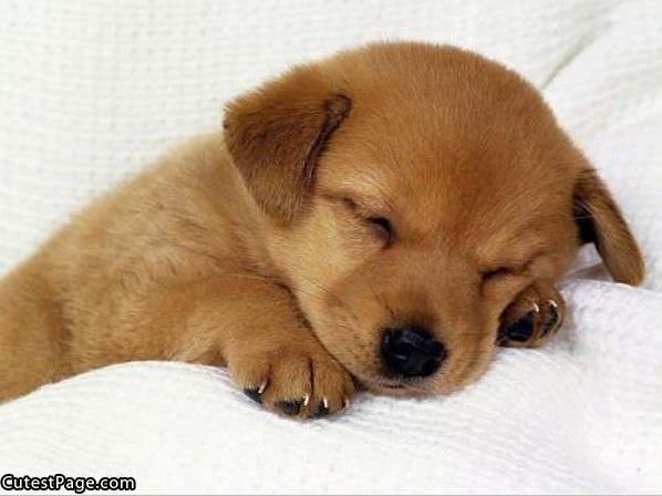 Sleeping Cute Puppy Dog