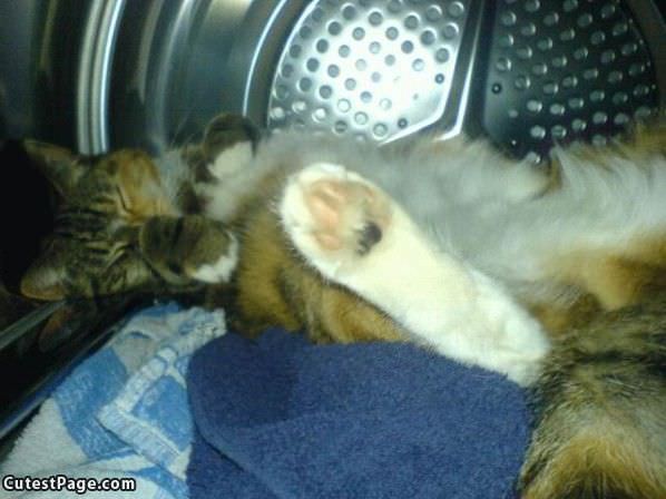 Sleeping In The Dryer