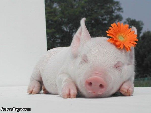 Sleeping Pig