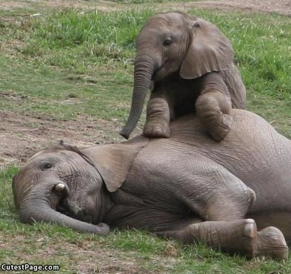 Slephants Playing