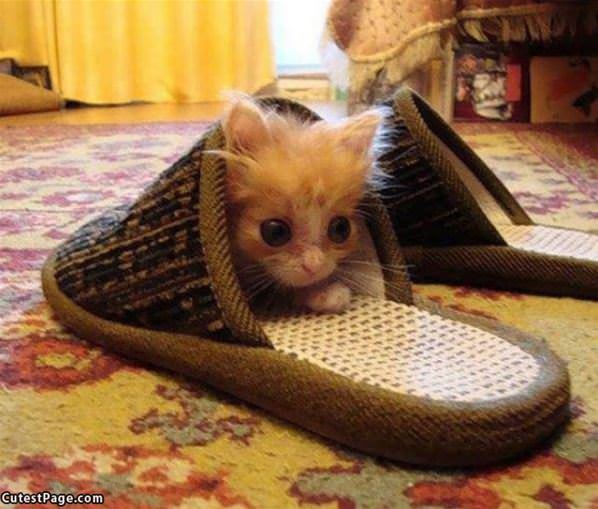 Slipper Kitty