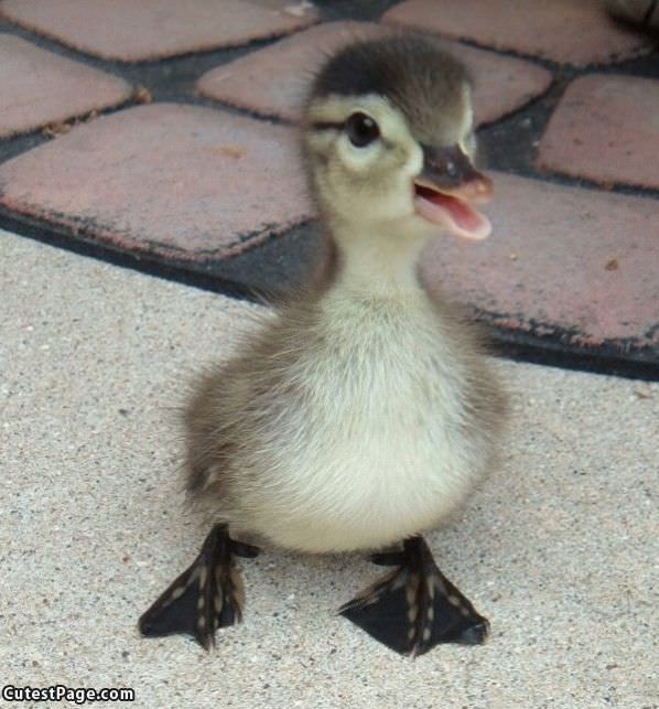 Small Duckie