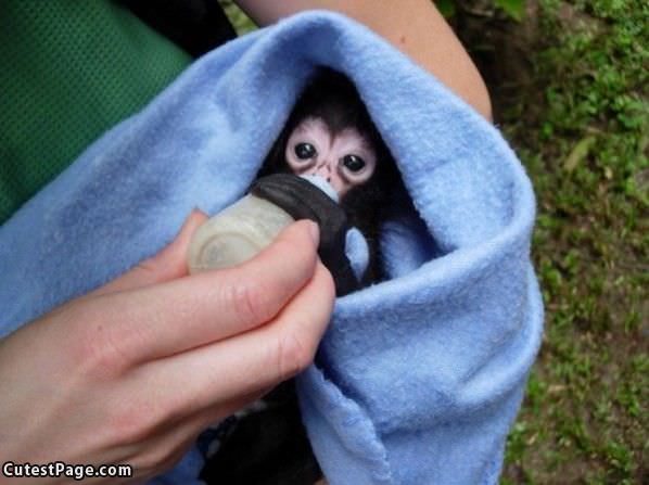 Small Eater