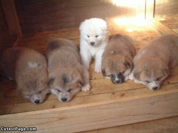 Small Guys