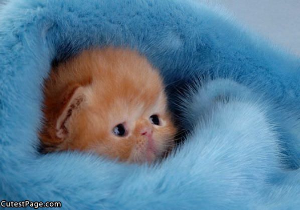 So Cute Little Kitty