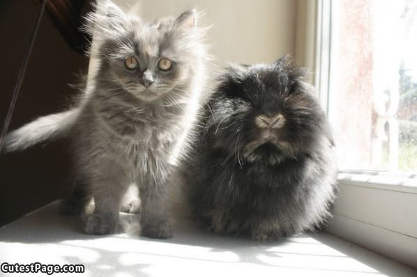 So Fuzzy