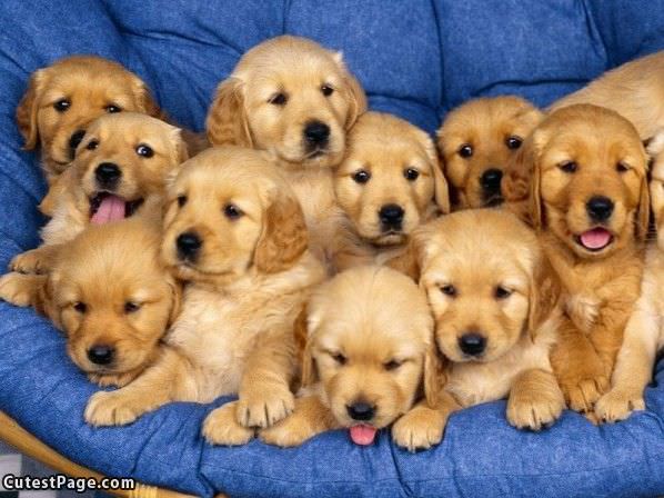 So Many Puppies