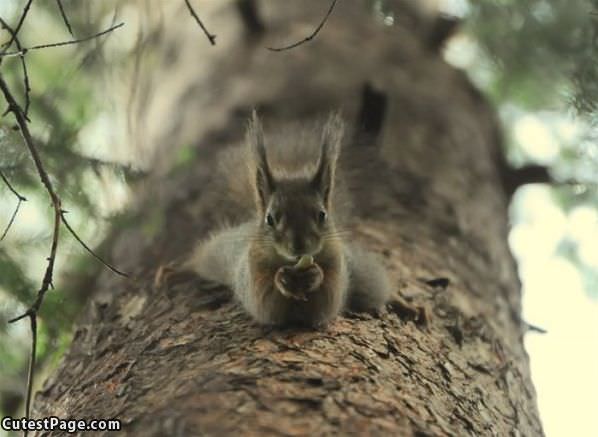 So Whats Up Squirrel