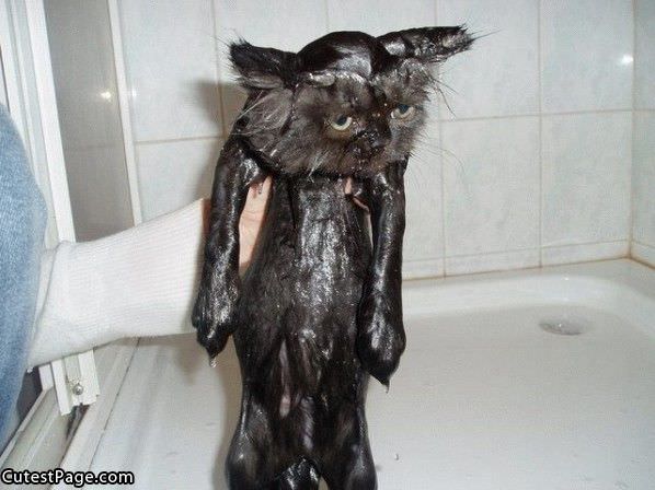 Soaking Wet Cat