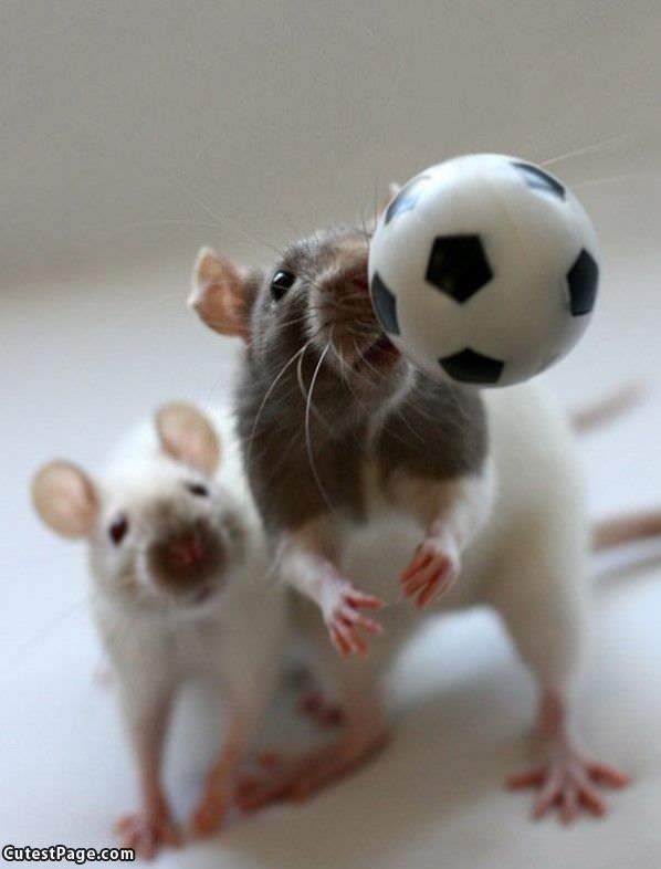 Soccer Ball