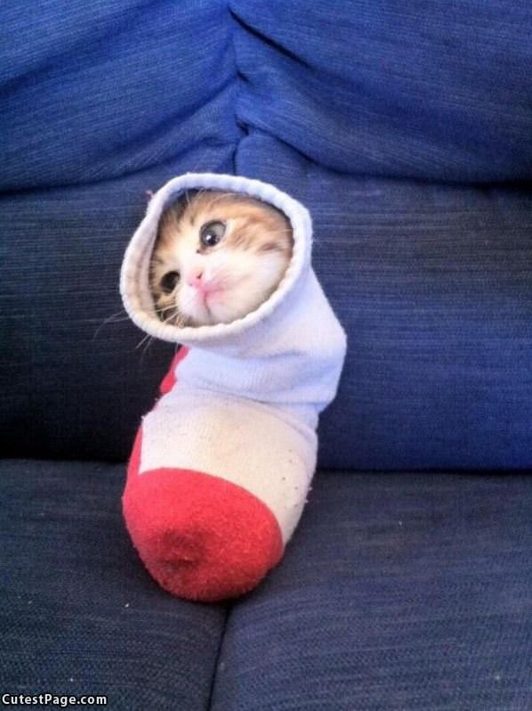 Sock Kitten