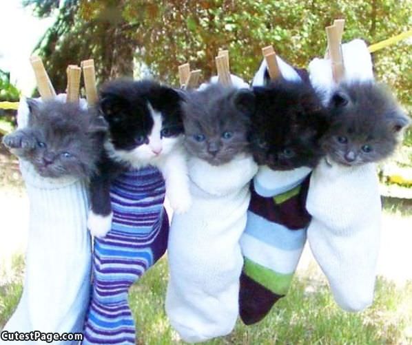 Socks Full