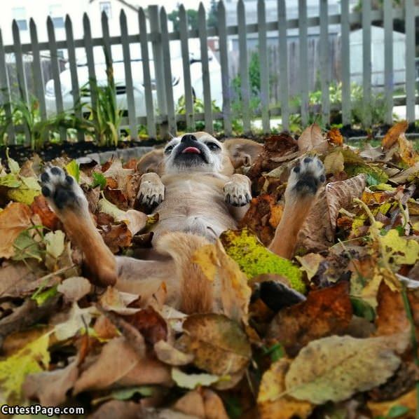 Sooooo Relaxxed