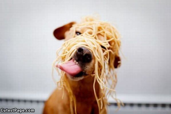 Spaghettis